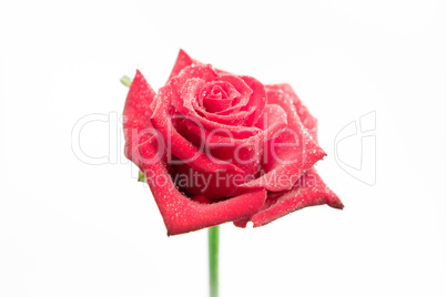 Pink rose with dew drops