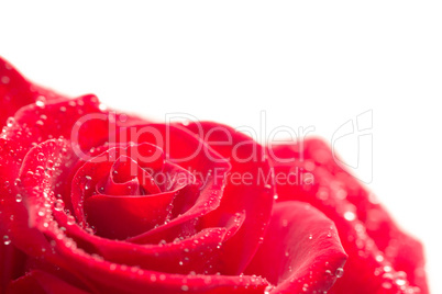 Close-up of pink rose with dew drops