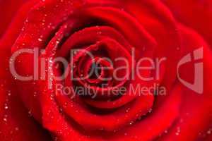 Zoom of red rose with dew drops