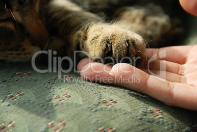 Cat paw on human hand