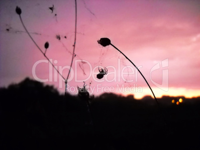 Spider silhouette over pink evening sky