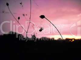 Spider silhouette over pink evening sky
