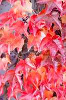 Blätter Weinblätter im Herbst in herbstlichen Farben