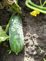 ripe and fresh cucumber with leaves