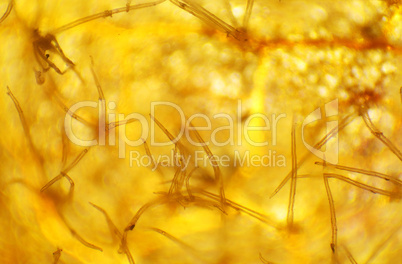 Beech leaf under the microscope, background. (Quercus)