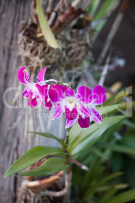 Pink orchid close-up