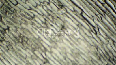 Onion under the microscope, background. (Allium cepa)
