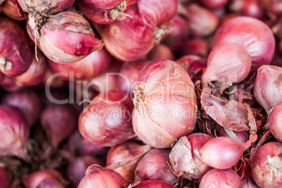 Fresh shallots