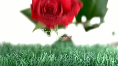 Red rose falling on a green ground