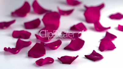 Rose petals falling down