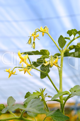 Flowering tomato plant in greenhouses