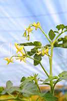 Flowering tomato plant in greenhouses