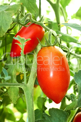 red tomatoes in film greenhouse