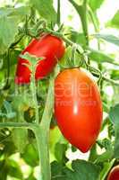 red tomatoes in film greenhouse
