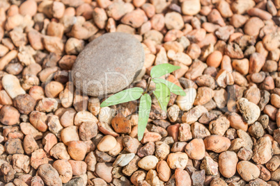 Sprout growing from pebbles