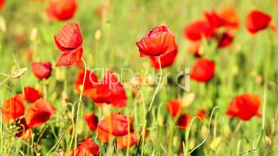 Poppy field