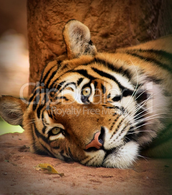 Woken Tiger Killer Look