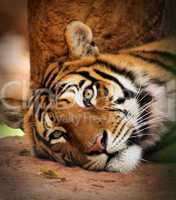Woken Tiger Killer Look