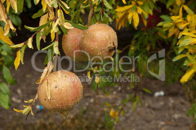 Pomegranate