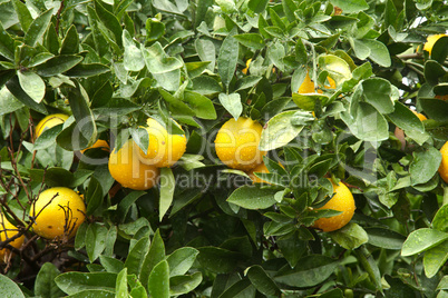 Orange tree