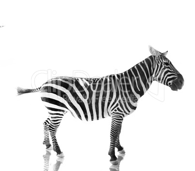 Zebra standing in profile
