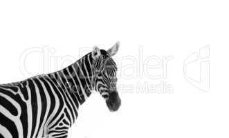 Head of an alert zebra