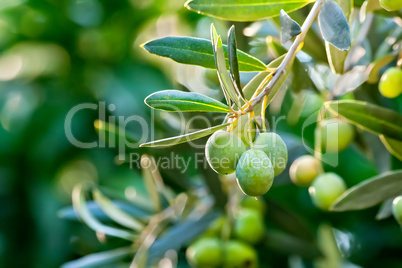 Olives On It?s Tree Branch