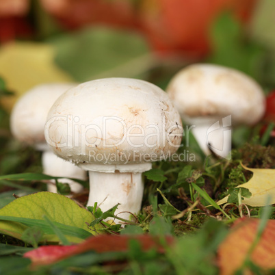 Reife Champignons im Wald