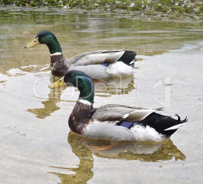 Mallard Ducks