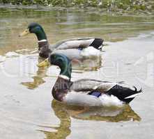 Mallard Ducks