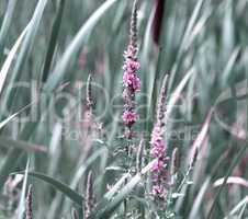 Grass And Wild Flowers