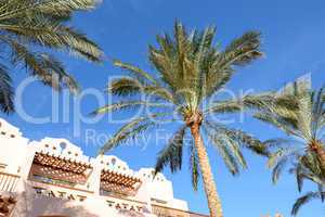 The palm trees at luxury hotel, Sharm el Sheikh, Egypt