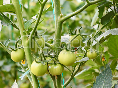 Green tomatoes in greenhouse