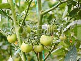 Green tomatoes in greenhouse