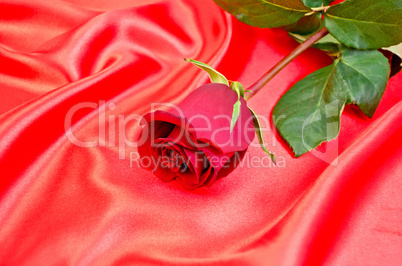 Rose on a red silk