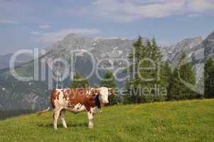 Kuh im Gebirge