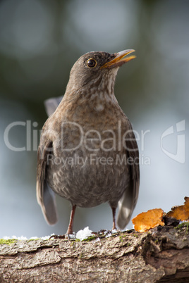 Amsel