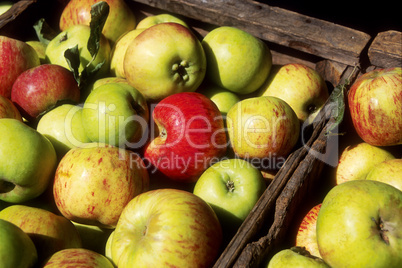 Apples in crates