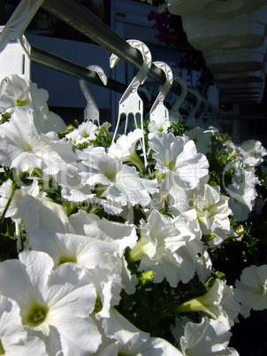 Petunias