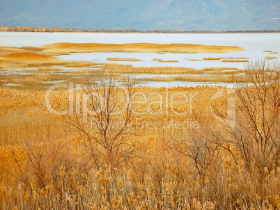 Winter Marsh Grasses, Utah Lake, UT