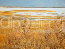 Winter Marsh Grasses, Utah Lake, UT