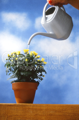 Watering a Flowerpot