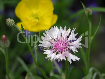 Cornflower 2