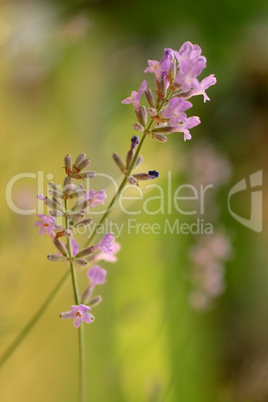 Lavender Flowers