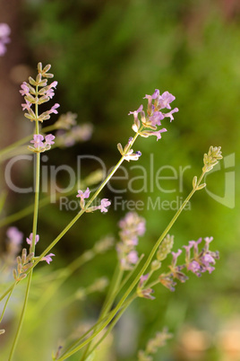 Lavender Flowers