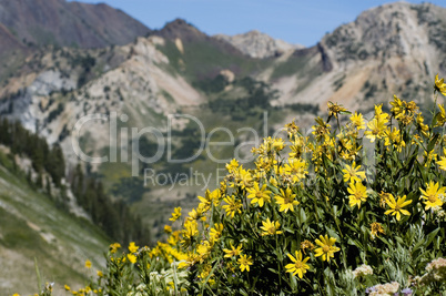 Wildflowers in the Wasatch, Utah