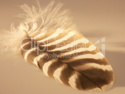 Feather