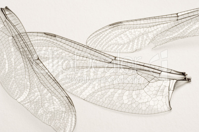 Dragonfly Wings