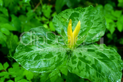 Yellow Trillium