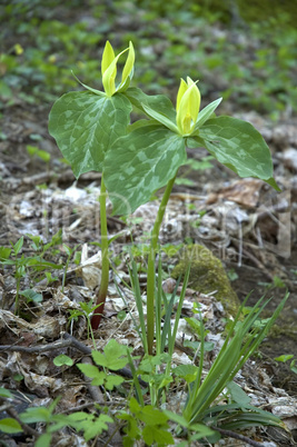 Yellow Trillium, Wildflowers